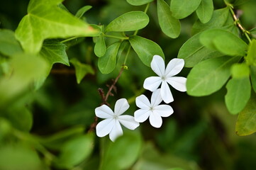 Delicate white flowers displaying five narrow elongated petals in soft natural lighting, surrounded by lush green leaves and stems creating peaceful botanical composition.