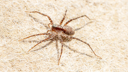 spider on a white background