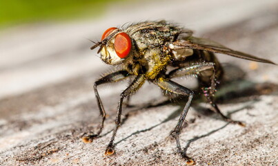 fly on leaf