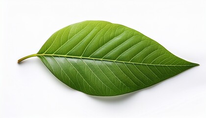 Fototapeta premium green leaf with visible veins isolated on white background showing natural texture and detail in simple composition