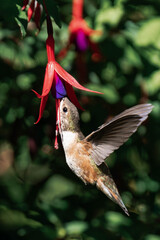 Rufous hummingbird (Selasphorus rufus) in Tofino, British Columbia.