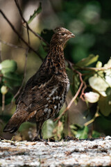 Ruffed grouse (Bonasa umbellus) in British Columbia, Canada.