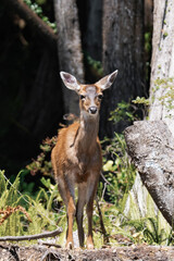 Wild deer in the woods in British Columbia, Canada.