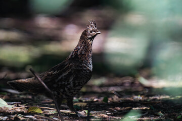 Ruffed grouse (Bonasa umbellus) in British Columbia, Canada.