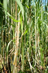 Vibrant sugarcane field with tall green stalks and long leaves, some tinged yellow-brown. Ideal for agriculture studies, sugar production themes, and farmland landscape photography.