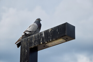 A solitary pigeon is elegantly perched atop a street lamp beneath a backdrop of cloudy skies