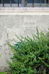 Textured concrete or brick wall with peeling surfaces, lush green plants at the base, and metal-framed window or railing above. Suitable for architectural, garden, or nature-themed photography.