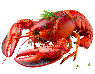 Single Boiled Crayfish with Dill Garnish, Angled Side View, Isolated