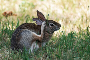 Feral bunny in British Columbia, Canada.	