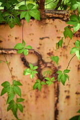 Lush green vine with vibrant leaves climbing on weathered rusty metal wall, showcasing natural growth against industrial decay in artistic composition