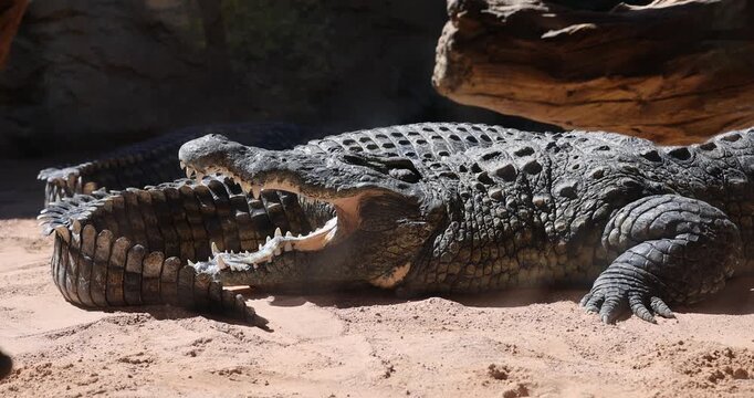 Crocodiles in an European open environment zoo.