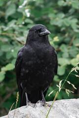 American crow (Corvus brachyrhynchos) sitting on a tree branch.	