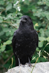 American crow (Corvus brachyrhynchos) sitting on a tree branch.	