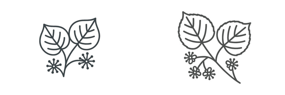 Outline of linden leaves and flowers