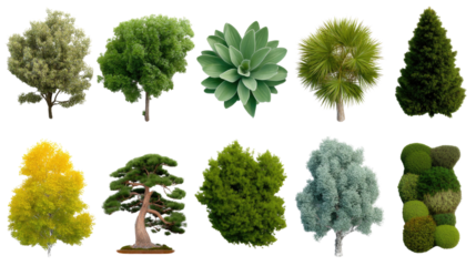 Diverse Trees: A visual compendium of meticulously rendered diverse trees showcases a variety of arboreal species. perfect for use in design, showcasing biodiversity.