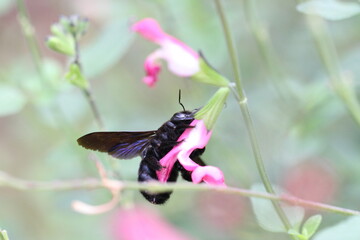 Carpenter bee Wood bee Large carpenter bee Blue carpenter bee Xylocopa violacea on white flower with pollen