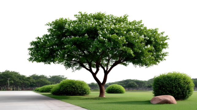 Serene Scene: A lone tree stands tall amidst a perfectly manicured green lawn and a smooth path. The air is filled with the fresh scent of nature, offering a moment of tranquility.