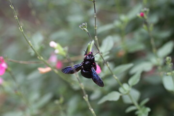 Carpenter bee Wood bee Large carpenter bee Blue carpenter bee Xylocopa violacea on white flower with pollen