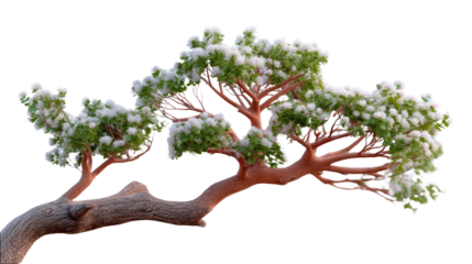 Winter's Embrace: A detailed view captures a bonsai tree delicately blanketed in snow, highlighting the contrast of the vibrant green foliage against the soft, frosty layer.