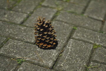 pine cone on the ground