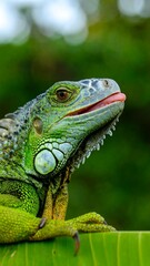 Obraz premium Close-up of a green iguana on a leaf
