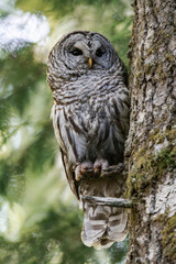 Adult barred owl (Strix varia) perched on a tree branch in British Columbia, Canada.