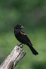 Male red-winged blackbird (Agelaius phoeniceus) in British Columbia, Canada.	