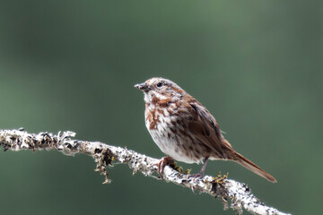 Adult song sparrow (Melospiza melodia) perched on a tree branch.