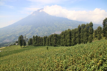 Fototapeta premium Green Tobacco field in agricultural garden The iconic silhouette of Mount looming over a vast expanse of green fields in the heart of countryside.