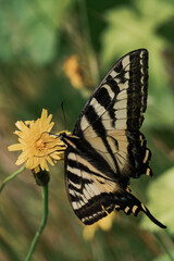 Yellow monarch butterfly (Danaus plexippus) in British Columbia, Canada.	