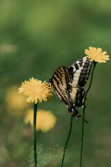 Yellow monarch butterfly (Danaus plexippus) in British Columbia, Canada.	