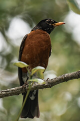 American robin (Turdus migratorius).