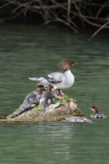 Common merganser (Mergus merganser) with chicks at a lake.