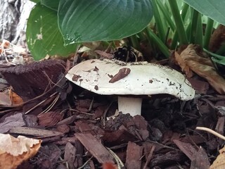 
A mushroom growing among wood chips and fallen leaves. Part of the mushroom is under large green leaves, possibly hosta, and the light-colored cap with brownish spots and stem are visible in the fore