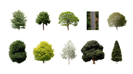 Diverse Tree Collection: A curated collection of lush, vibrant trees, perfect for adding life and color to any design, each meticulously isolated to highlight their unique characteristics.