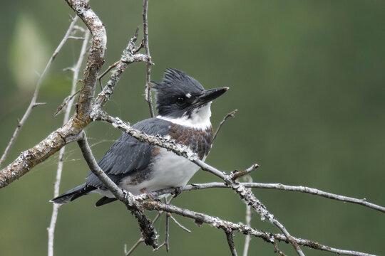 Belted kingfisher (Megaceryle alcyon) perched on a tree branch.