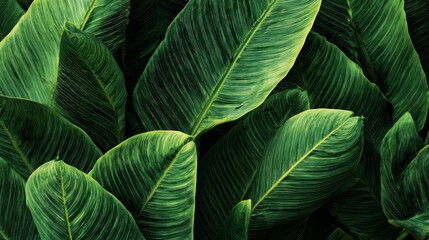 Tropical Plant Leaves Close Up with Rich Green Tones and Organic Texture