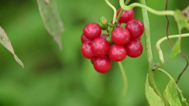 Ripe fruits of&nbsp;Tinospora cordifolia. Its common names Giloy, Guduchi and 
&nbsp;heart leaved moonseed. It has been used in&nbsp;Ayurveda&nbsp;in an attempt to treat various disorders. Red berries in vine.