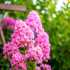 Obraz premium Close-up of pink flowers in garden