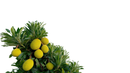 Arbutus Unedo: A vibrant collection of Arbutus unedo fruits and foliage, this image presents a macro view with dynamic lighting and lush textures