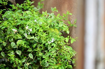 Delicate white jasmine flowers blooming among lush green oval-shaped leaves with soft mottled patterns. Shot with shallow depth of field creating beautiful bokeh background blur.