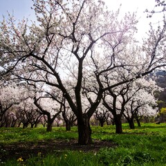 Fototapeta premium Blooming orchard in spring