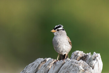 Adult white-crowned sparrow (Zonotrichia leucophrys)