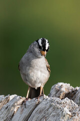 Adult white-crowned sparrow (Zonotrichia leucophrys)