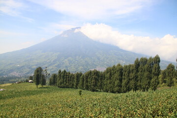 Fototapeta premium Green Tobacco field in agricultural garden The iconic silhouette of Mount looming over a vast expanse of green fields in the heart of countryside.