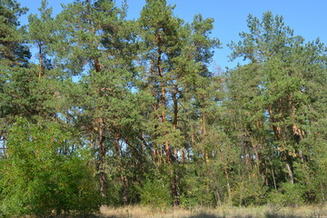 Beautiful colorful nature of a small, small forest that grows in Dnipro city, Ukraine. Bright sun rays, tall old pine trees with long pine needles, green meadow with patches against the blue sky.