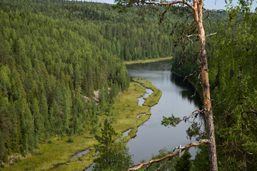 A Serene River Meanders Gently Through a Lush Green Forest Landscape Filled With Beauty