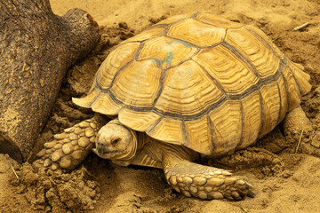 의령생태관에서 만난 육지 거북, Land turtle encountered at Uiryeong Ecological Center