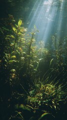 Obraz premium Serene Nature Landscape with Sunlight Filtering Through Dense Forest Vegetation