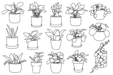 Set of plant in pot hand drawn vector illustrations house plant, home decoration